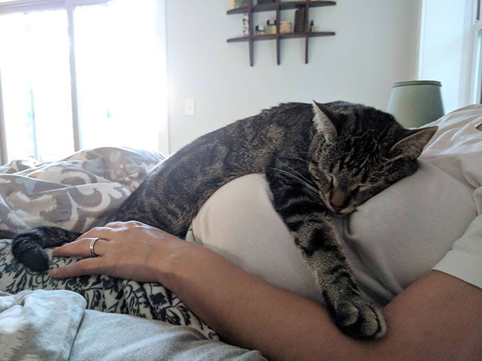 Cat Recessed Even More Sleep During Pregnancy
