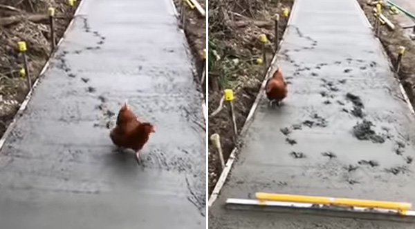 Workers Have To Start Over After Friendly Chicken Ruins Freshly Paved Concrete