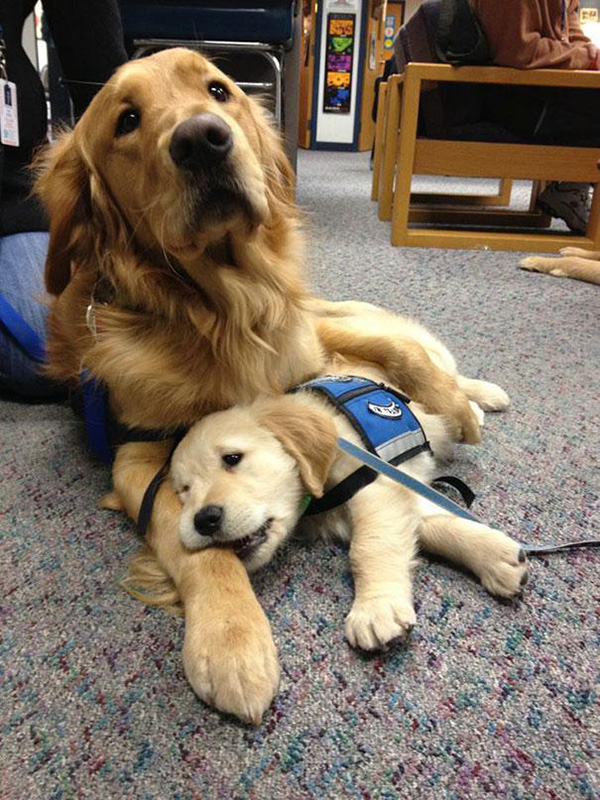 atg0o-momma-dog-comforts-her-puppy-service-dog.jpg