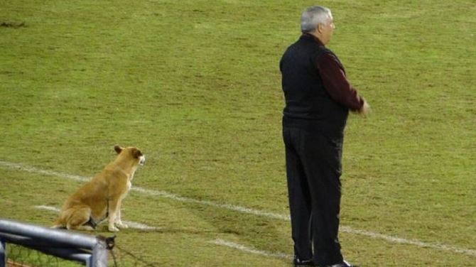 stray dog is assistant coach