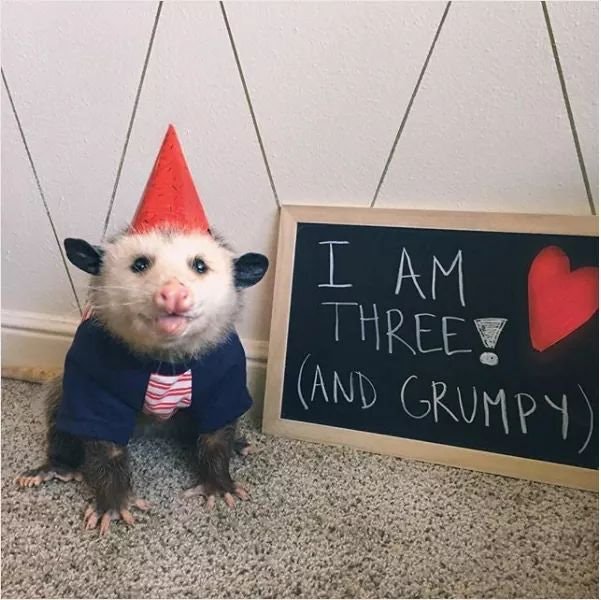 grumpy and adorable