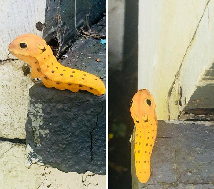 adorable caterpillar looks like snake