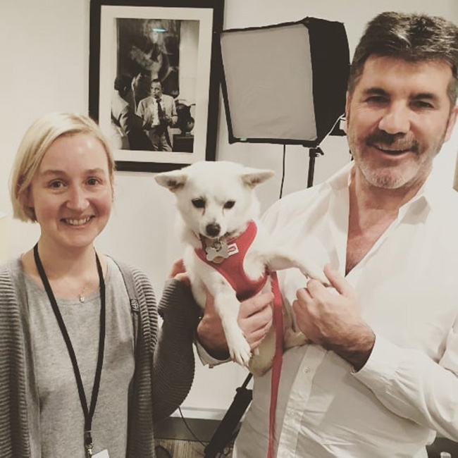 simon cowell rescues hundreds of dogs from meat market