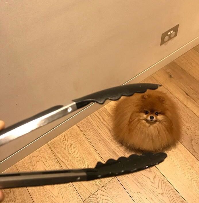 dog looks like meatball