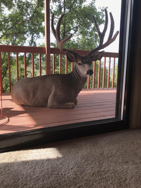 mom had a visitor on her deck
