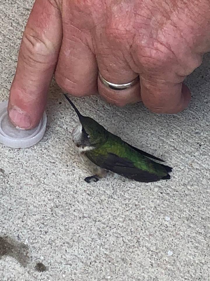 firefighters rescue hummingbird