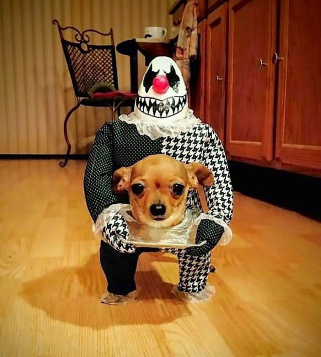 best dog halloween costume ever
