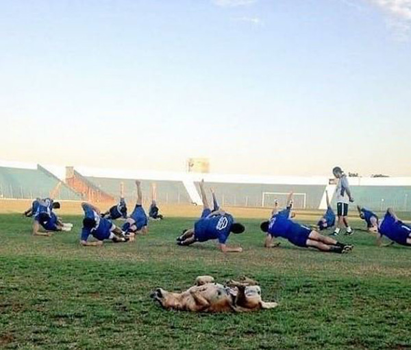 stray dog is assistant coach