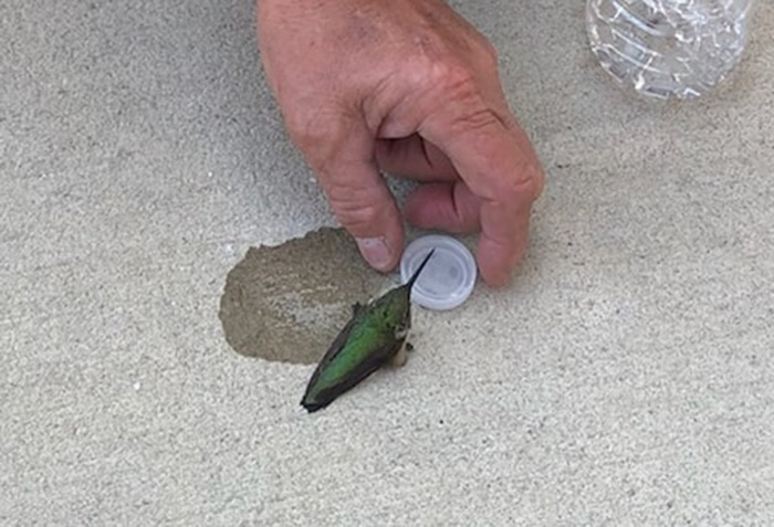 firefighters rescue hummingbird