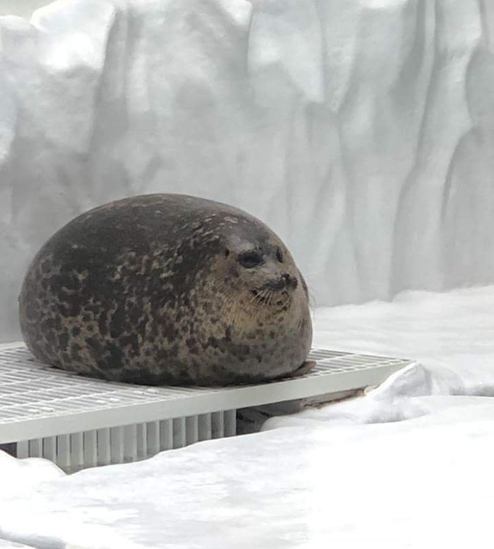 potato seal