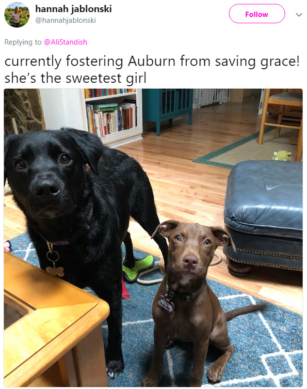 people foster shelter animals hurricane