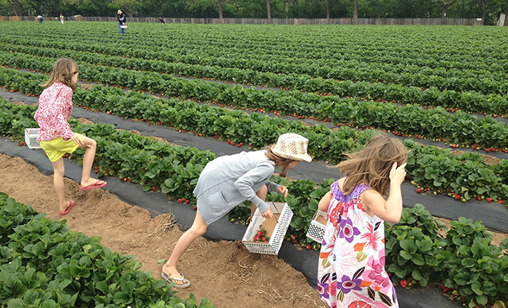 people support local strawberry farmers after sabotage