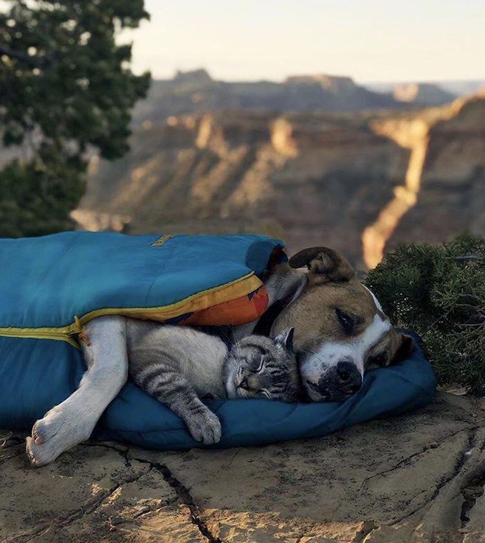 dog cat napping sleeping bag