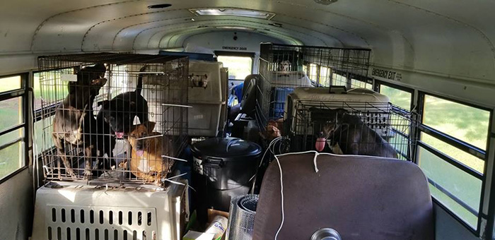 man drives school bus to save animals hurricane florence