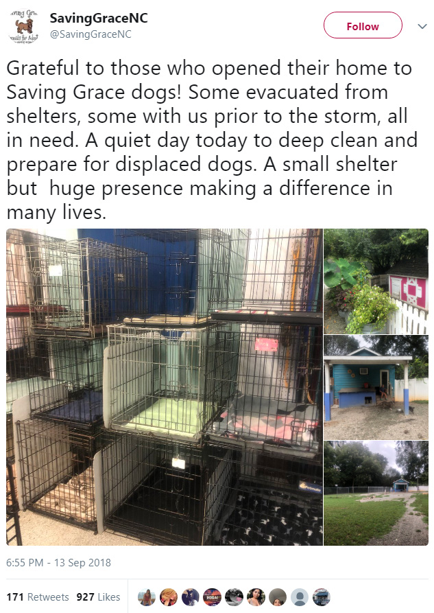 people foster shelter animals hurricane