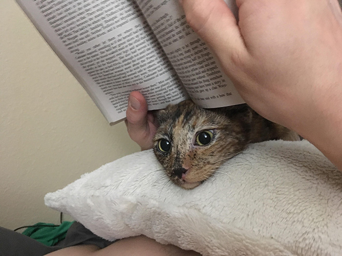 uvfhv-cat-read-to-me.jpg