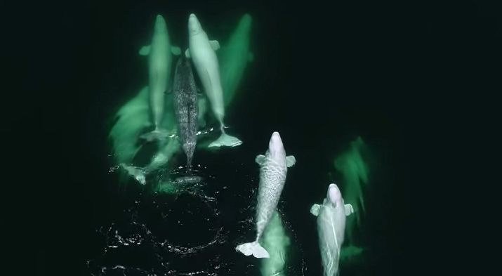 beluga whales adopt narwhal