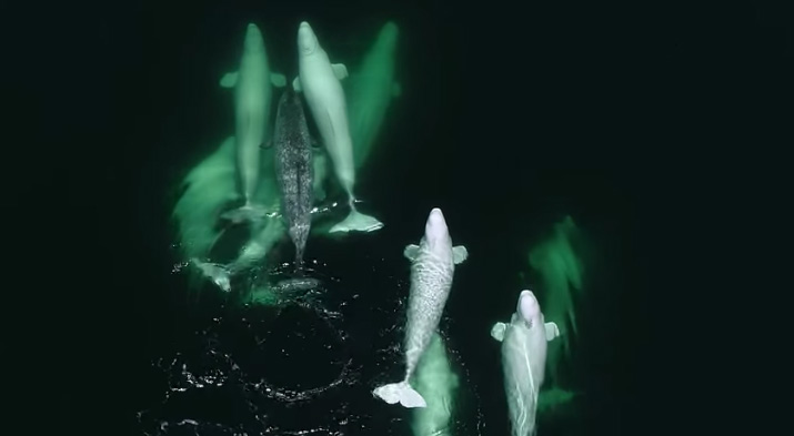 Orphaned baby beluga lost and found