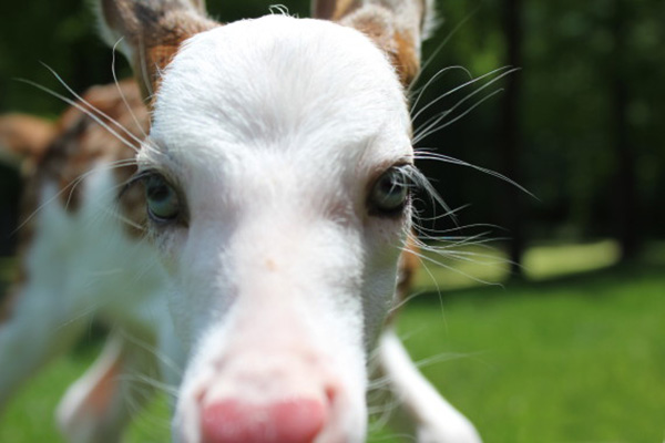 deer white face dragon