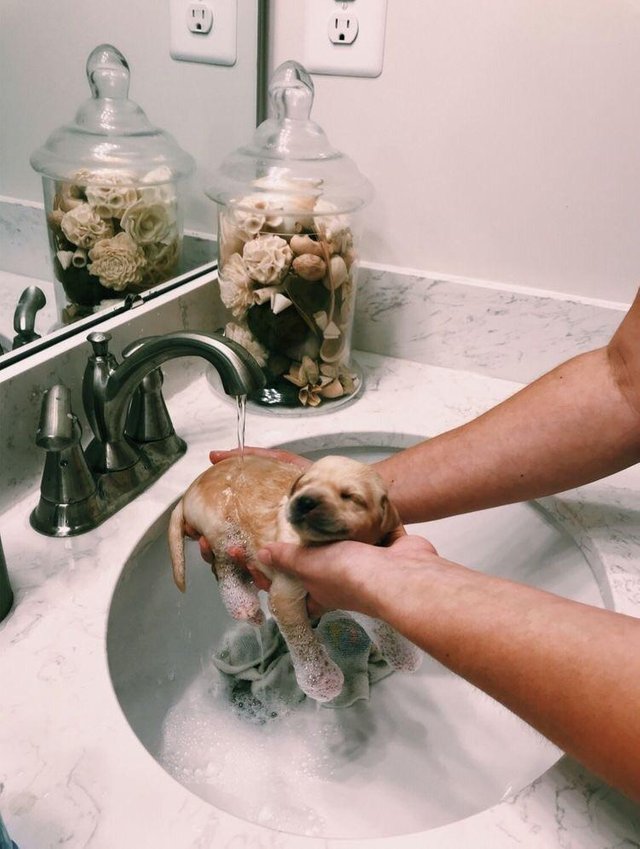 4lw2o-puppy-bath.jpg