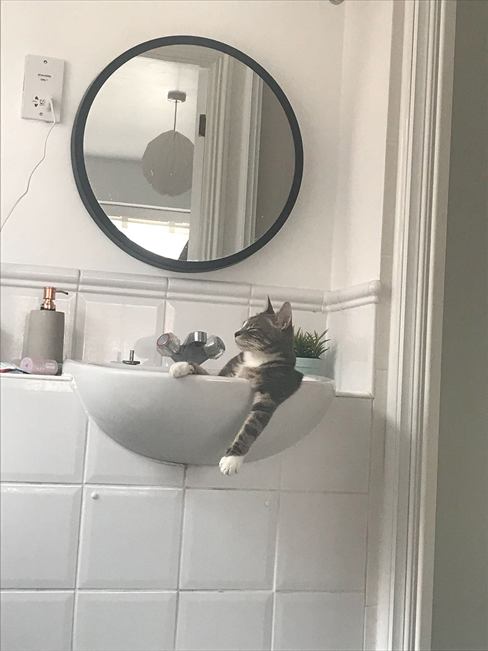 4x61r-cat-thinks-no-one-is-home.jpg