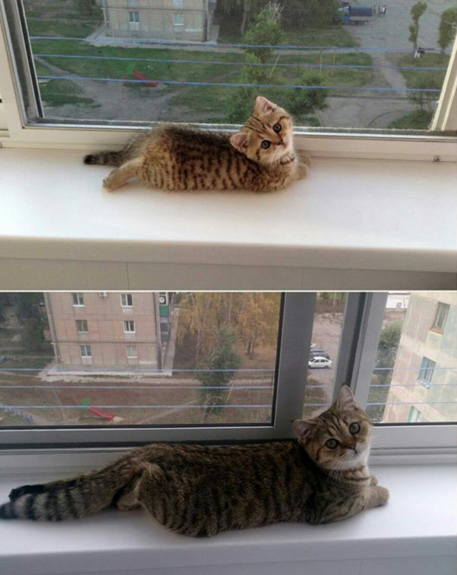 some things never change cat kitten