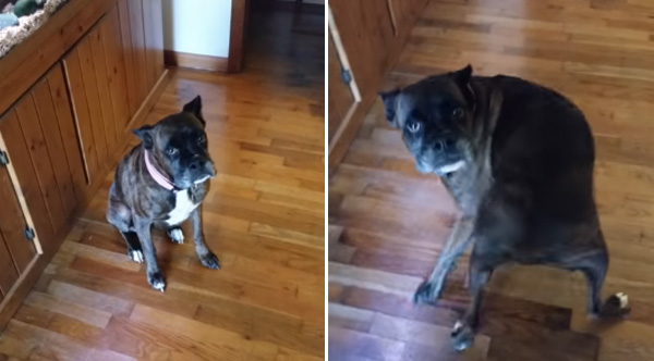 Boxer Can T Resist Shaking Her Booty To Her Favorite Song