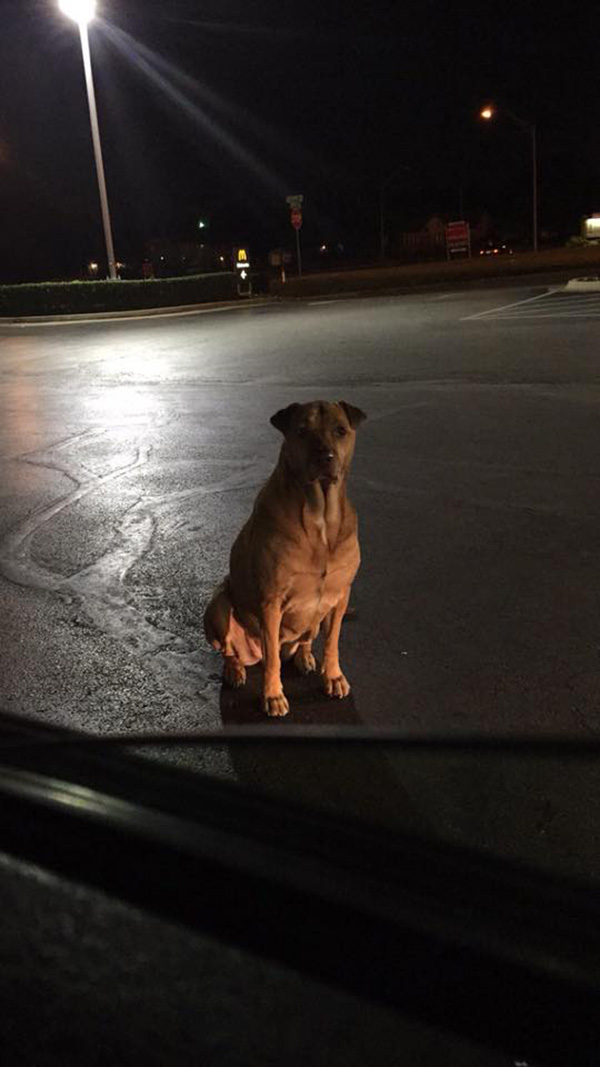 gold digging dog begs for burgers at mcdonalds