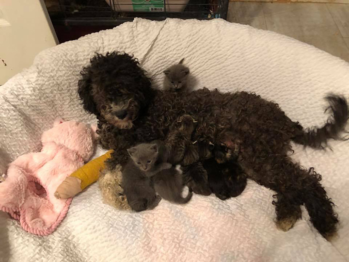 dog nurses kittens after accident