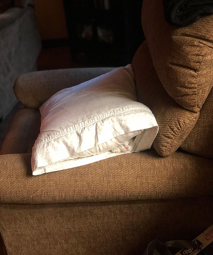 pillow surprise kitten