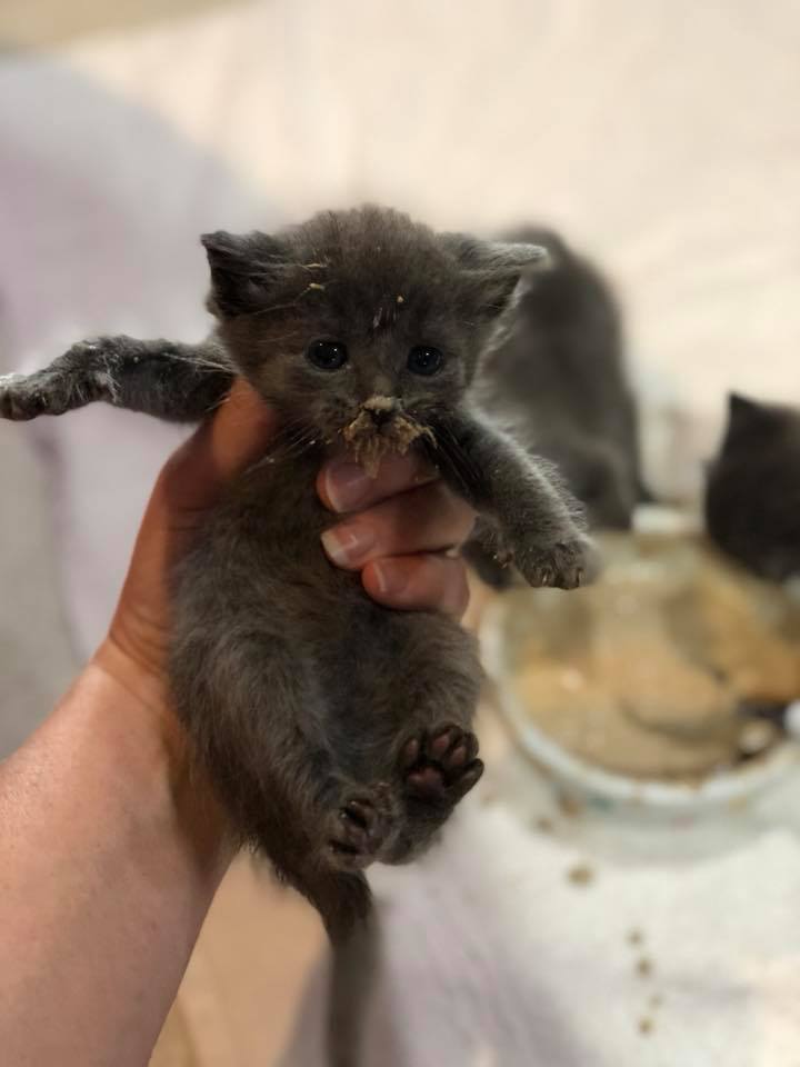 dog nurses kittens after accident