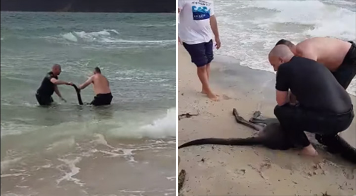police drowning kangaroo rescue