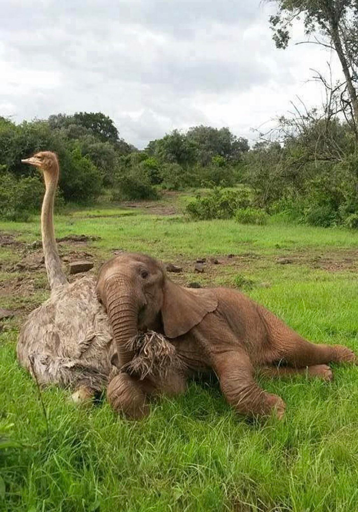 fzxzf-baby-elephant-with-ostrich.jpg