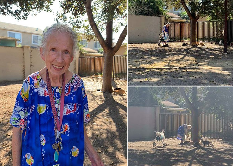 old woman feeds cats in park 10 years