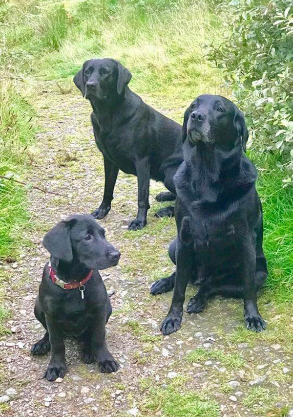 3 generations of lab