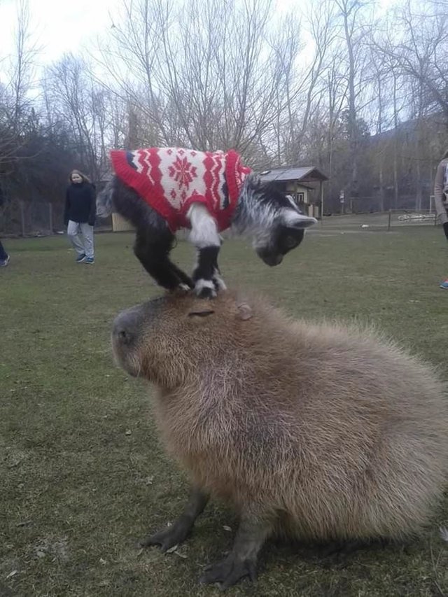 goat on capybara