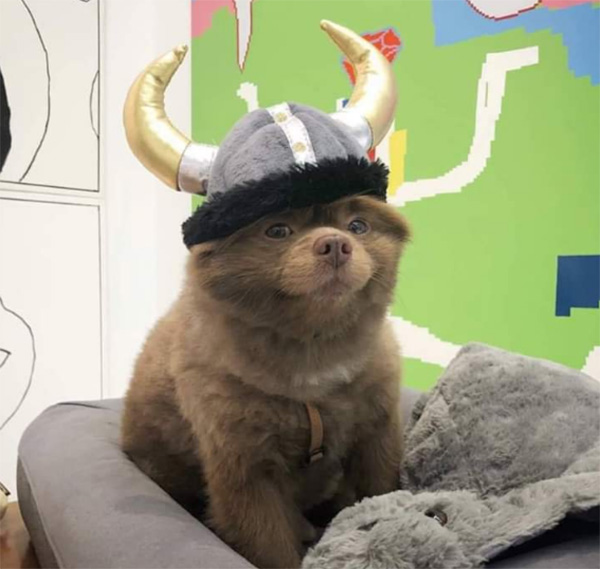 n01yl-viking-boi.jpg