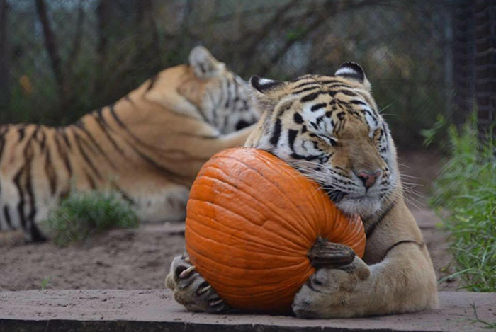 tiger loves her pumpkin