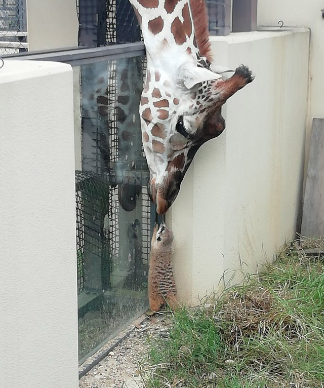 giraffe and friend