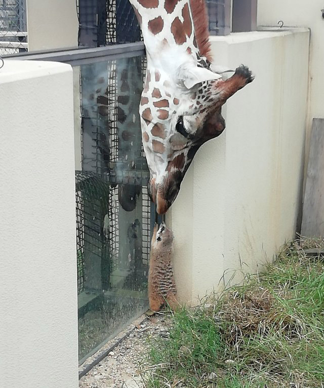 r77r0-giraffe-and-friend.jpg