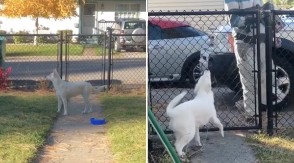 Blind And Deaf Dog Gets So Excited When Dad Comes Home From Work