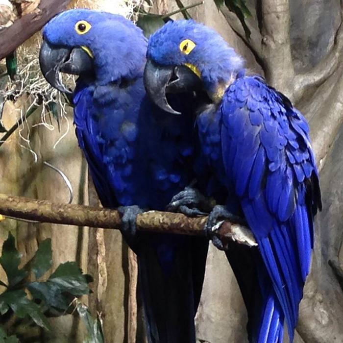 how birds hold hands
