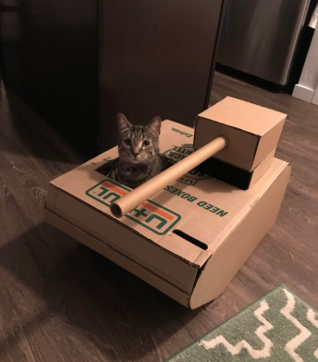 xoxqx-cat-tank.jpg
