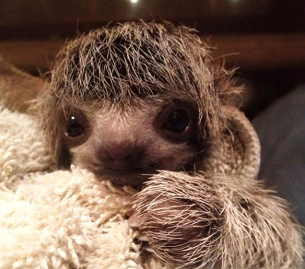 newborn sloth