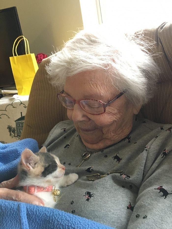 therapy kitten nursing home