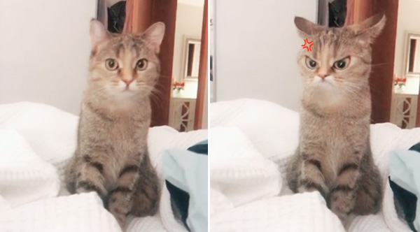 grumpy cat face filter effect｜TikTok Search