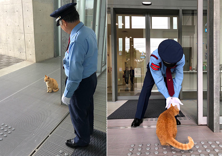 2 cats try to sneak into museum