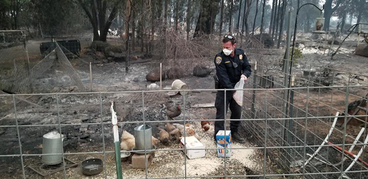 police officer feeds chickens california fires