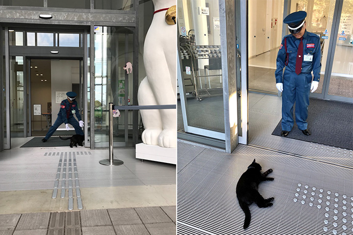 2 cats try to sneak into museum