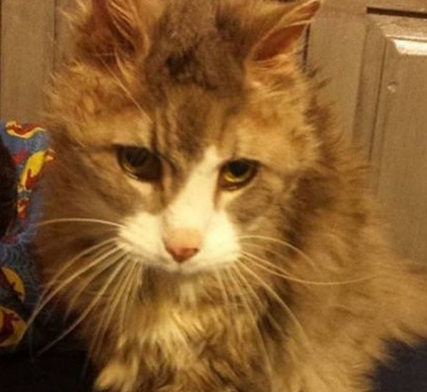 letter to animal shelter hospice cat